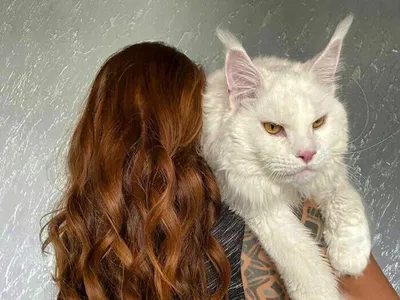 Кошка с лицом человека рассмешила пользователей соцсетей - KP.RU