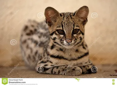 Кот тигра или кот оцелота от Бразилии Стоковое Изображение - изображение  насчитывающей коты, от: 81729221
