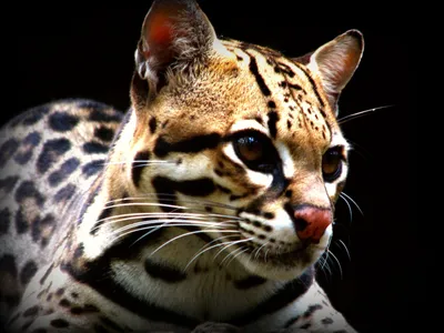 Jaguatirica | Animales en peligro de extincion, Gatos raros, Animales