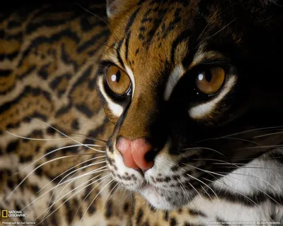 Leopardus pardalis - Оцелот