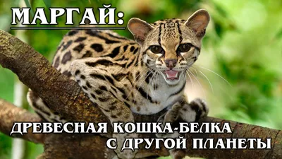 МАРГАЙ: Длиннохвостая древесная кошка-акробат с огромными глазами |  Интересные факты про кошек - видео на Вокруг.ТВ.