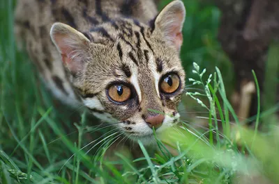 Фотография Оцелот кот Глаза траве смотрит Животные
