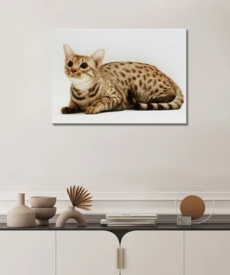 Картина - кошка, кошка оцикет, кошка-оцелот, короткошёрстная кошка, кот  (50) 50х70 - купить по низкой цене в интернет-магазине OZON