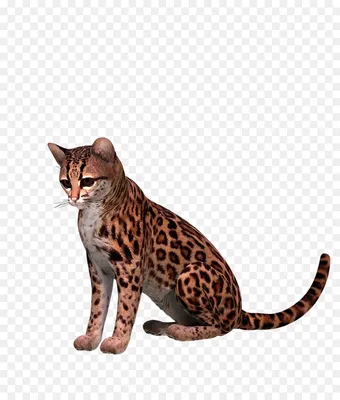 бенгальская кошка, Калифорния полосатый, оцелот