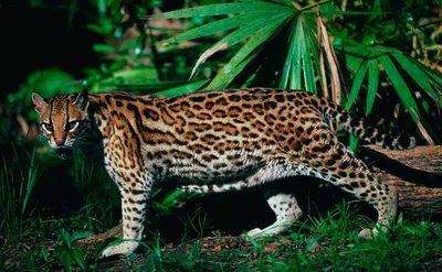 Кошка оцелот – леопард в миниатюре. Описание и фото оцелота