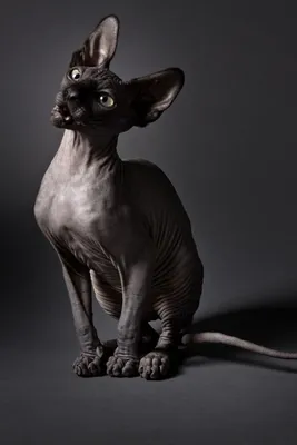 Черная лысая кошка | Смотреть 38 фото бесплатно