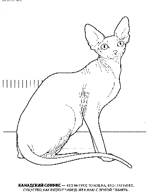 Раскраска Канадский сфинкс | Раскраски кошек. Рисунки кошек, картинки кошек