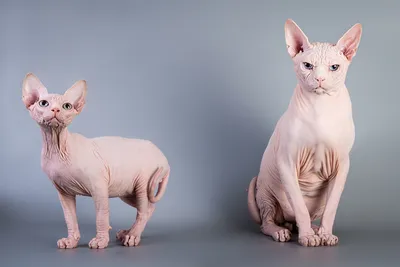 Характер кошек сфинксов: 3 плюса и 3 минуса