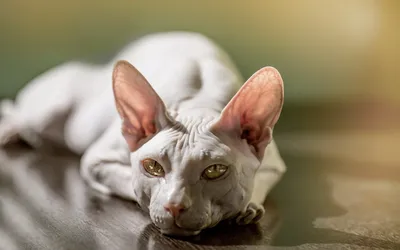 Кошка сфинкс - фото видов котят: донской, канадский, петерболд; описание  породы