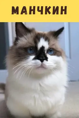 Манчкин порода кошек | Котята, Кошки, Милые животные