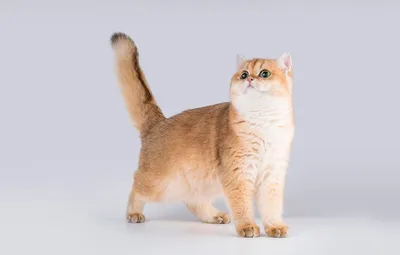 Кот с короткими лапами - 50 фото: смотреть онлайн