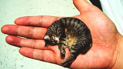 Самые маленькие кошки в мире: Топ-10, фото