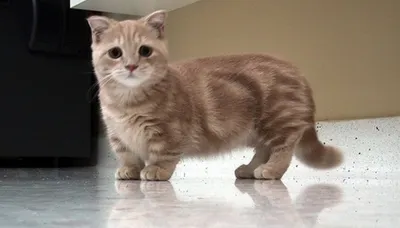 Порода кошек с короткими лапками - 56 фото: смотреть онлайн