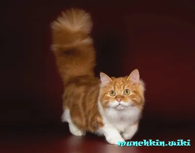 Манчкин пушистый - разновидность котят