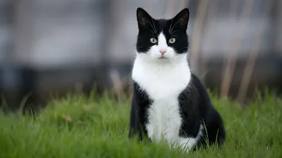 Породы черно-белых кошек: фото пород кошек с черно-белым окрасом с  названием и описанием