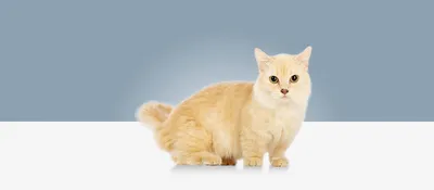 Манчкин кошка описание породы и характера | WHISKAS®