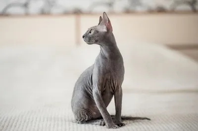 Лысый кот: описание бесшерстных пород кошек | Royal Canin