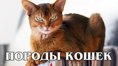 Персидские коты и кошки. Карелия, Петрозаводск. | ВКонтакте