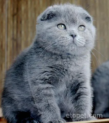 Шотландская вислоухая кошка голубая | Смотреть 44 фото бесплатно