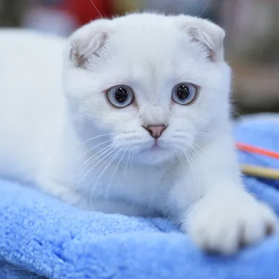 Помогите\": кошка освоила человеческий язык, лишь бы не ехать к ветеринару –  видео - 14.10.2021, Sputnik Грузия