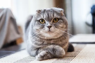Породы кошек с короткими ушами: фото и описание