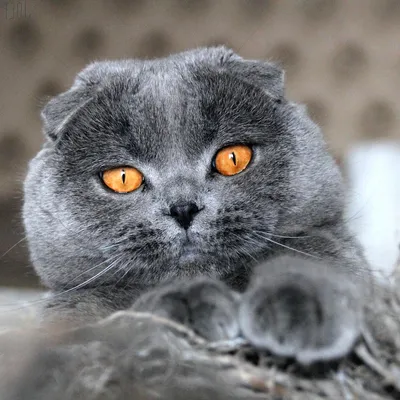 Британская короткошёрстная кошка вислоухая | Смотреть 40 фото бесплатно