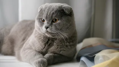 Портрет шотландской вислоухой кошки такой милый. смотрят шотландская вислоухая  кошка. | Премиум Фото