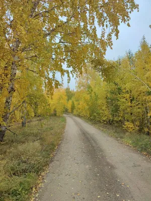 Обои дорога, осень, лес, мрачно, осенний лес, московская область,  подмосковье, осенняя дорога картинки на рабочий стол, раздел природа -  скачать