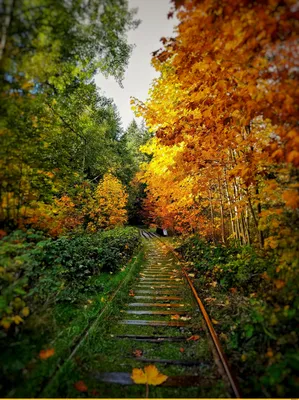 Осень, парк, аллея, дорога, листья, дождь. | Пейзажи, Природа, Фотографии