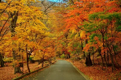 parque, hojas, otoño, avenida, visión, naturaleza, otoño, árboles, caminar  1920 1200 | Идеи озеленения, Пейзажи, Природа