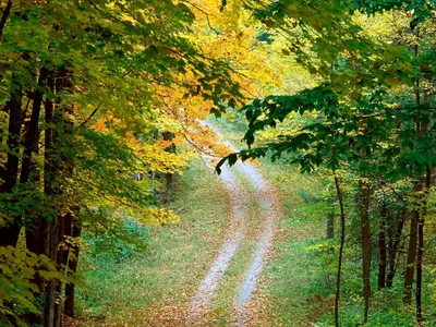 Осень в пейзаже, осень в парках