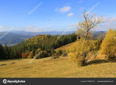 Красивый Осенний Пейзаж Украинских Карпатах стоковое фото ©pklimenko  595623078