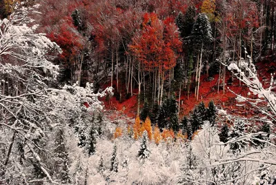 Раннее утро поздней осени / фото