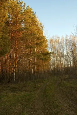 красивая смесь осеннего и зимнего сезона солнечный яркий день поздней осенью  или в начале зимы в парке природный фон красота в природе первый снег в  ноябре желтые листья деревьев и белый снег...