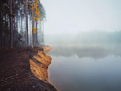 Красивый пейзаж в лесу поздней осенью Стоковое Изображение - изображение  насчитывающей напольно, падение: 168817581