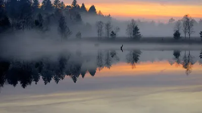 Красный клен поздней осенью изображение_Фото номер 500714579_JPG Формат  изображения_ru.lovepik.com