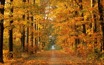 Осень, природа. Красивая музыка. Полюбуйтесь красотой осенней природы,  поднимите себе настроение. - YouTube