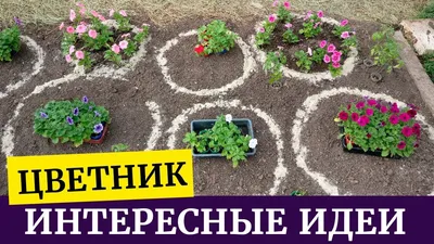 🌸Необычный цветник своими руками. Клумба на даче из петуний, лобелий и не  только🌸 - YouTube