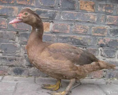 Фото Cute Duck, более 500 качественных бесплатных стоковых фото