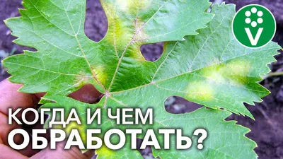 Лист красного винограда - фото и картинки: 38 штук