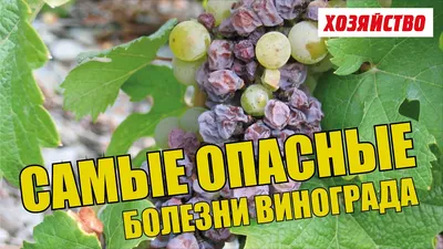 Болезни винограда и методы их лечения. Инструкции, фото и видео