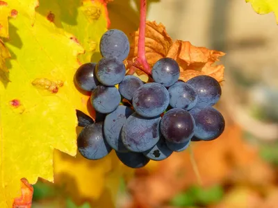 Виноград плодовый Надежда Аксайская (желтый) (Vitis Nadezhda Aksajskaja) -  описание сорта, фото, саженцы, посадка, особенности ухода. Дачная  энциклопедия.