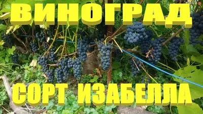 Блог Владимира Исаенко о винограде и саде на даче: марта 2020