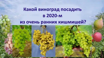 Сингента Україна - Увага❗ На виноградниках України почався 😨 масовий  спалах оїдіуму. Рекомендуємо ☝ провести обприскування виноградників 🛡  фунгіцидом Діналі ® у нормі 0,6 л /га. 📌 Спектр дії препарату: оїдіум,  чорна