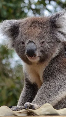 Скачать 800x1420 коала, животное, серый, пушистый, дикая природа обои,  картинки iphone se/5s/5c/5 for parallax