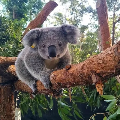 Сумчатая коала - 51 фото