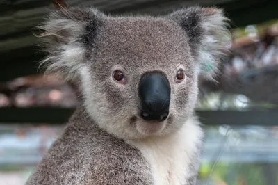 Австралия Животные Коала - Бесплатное фото на Pixabay