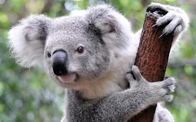 Самые необычные животные австралии | Смотреть 32 фото бесплатно