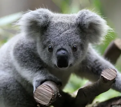 Животные, #Коалы, #аватары, #картинки, #фото, #авы,  https://avatarko.ru/kartinka/7511 | Коала, Животные австралии, Детеныш коалы