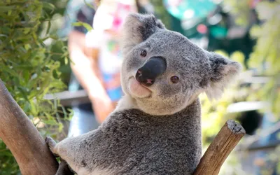 Заставка на телефон: коала, животное, серый